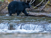 The salmon are back, and so are the black bears