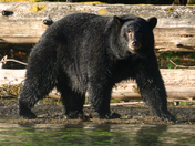 The salmon are back, and so are the black bears