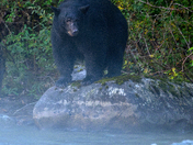 The salmon are back, and so are the black bears