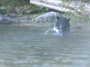 The salmon are back, and so are the black bears