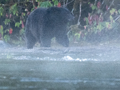 The salmon are back, and so are the black bears