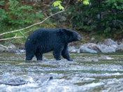 The salmon are back, and so are the black bears