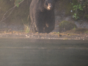 The salmon are back, and so are the black bears