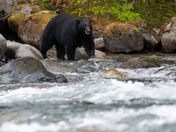 The salmon are back, and so are the black bears