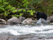 The salmon are back, and so are the black bears
