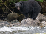 The salmon are back, and so are the black bears