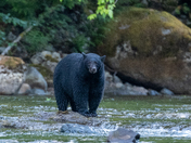 The salmon are back, and so are the black bears