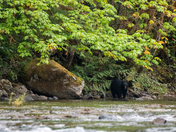The salmon are back, and so are the black bears