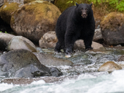 The salmon are back, and so are the black bears