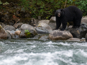 The salmon are back, and so are the black bears