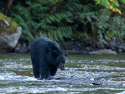 The salmon are back, and so are the black bears