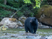 The salmon are back, and so are the black bears