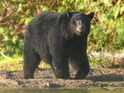 The salmon are back, and so are the black bears