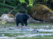The salmon are back, and so are the black bears