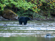 The salmon are back, and so are the black bears