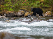The salmon are back, and so are the black bears