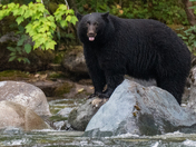 The salmon are back, and so are the black bears