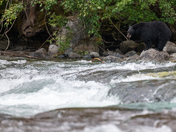 The salmon are back, and so are the black bears