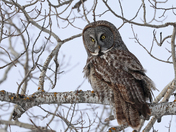 Great Gray Owl 