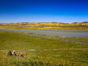 Carrizo Plain National Monument