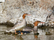 Merganser couple portrait