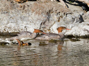 Merganser Duo on the move