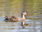 Female Mallard