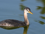 Immature Rednecked