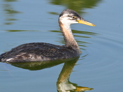 Immature Grebe