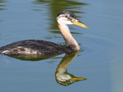 Immature Rednecked Grebe