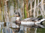 Possible Northern Shoveler #1
