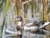 Immature Northern Shoveler #1