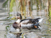 Possible Northern Shoveler #3