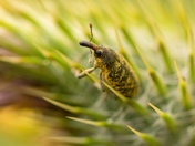 Careful Where You Step