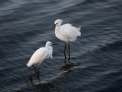 Don Edwards San Francisco Bay National Wildlife Refuge