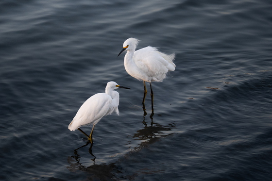 Don Edwards San Francisco Bay National Wildlife Refuge