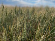 Ripening Wheat