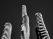 Saguaro National Park