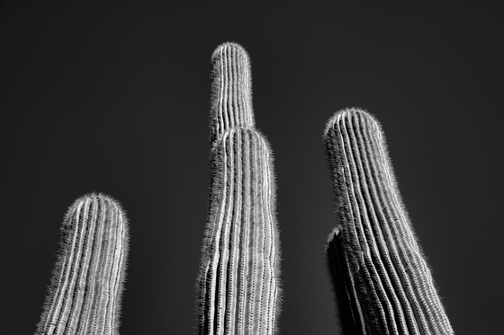 Saguaro National Park