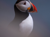 Puffin Portrait