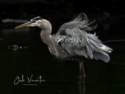 Wild Elegance in Motion