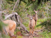 Grand Teton National Park