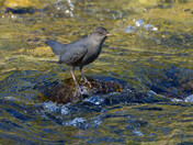 American Dipper