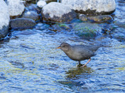 American Dipper strolling in river