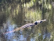 Okefenokee National Wildlife Refuge 
