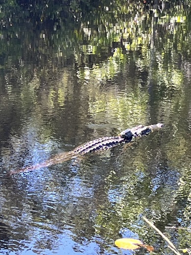 Okefenokee National Wildlife Refuge 