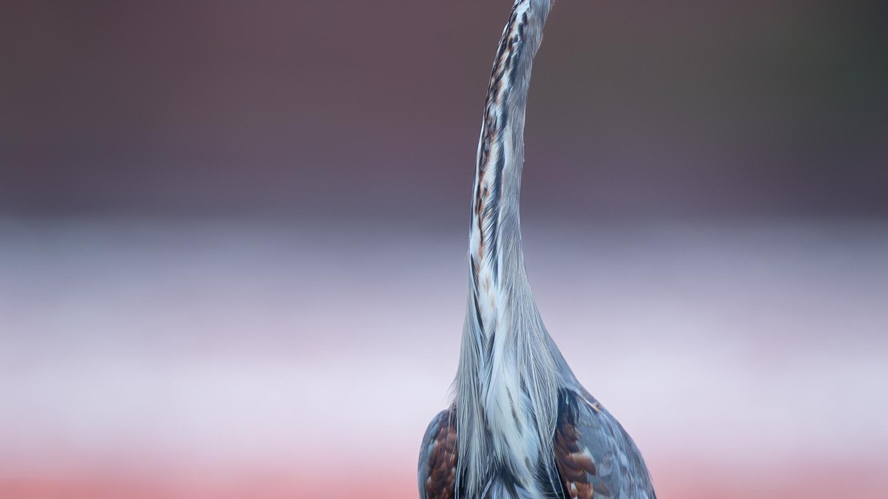 Blue Heron @ Sunset