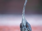 Blue Heron @ Sunset