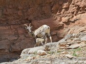 Bighorn Canyon National Recreation Area