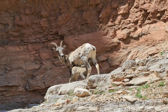 Bighorn Canyon National Recreation Area